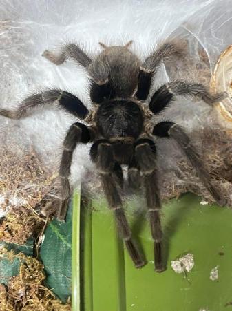 Image 3 of Tarantulas for sale and spiderlings