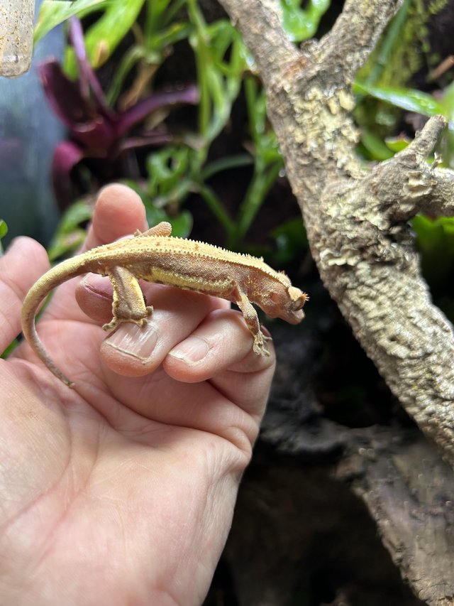 Preview of the first image of Crested gecko juveniles.