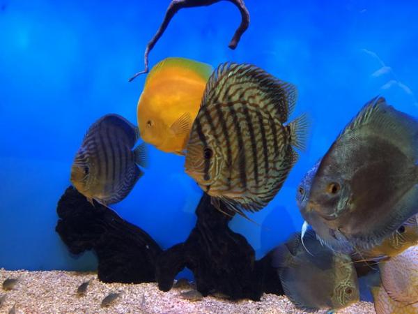 Image 11 of 12 Chens Discus for sale