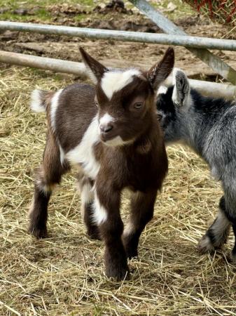 Image 1 of Registered Dwarf Dairy Goat Kids like Nigerian Dwarf