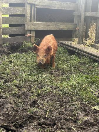 Image 2 of 5 month old Pure breed kune kune piglets