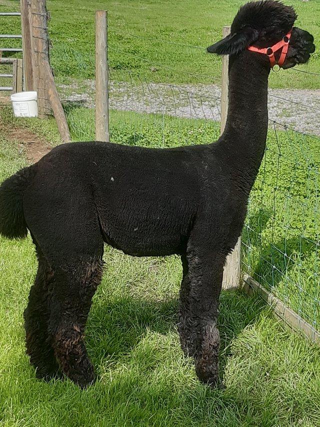 Preview of the first image of Black Breeding Male Alpaca.