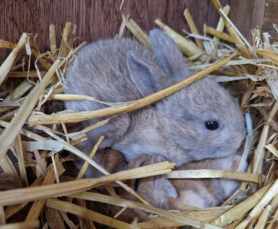 Image 4 of Bunnies looking for loving forever homes