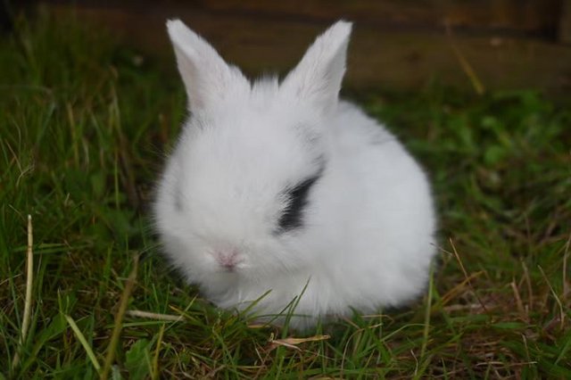 Image 4 of Beautiful Pure Bred Mini Lop Baby Rabbits