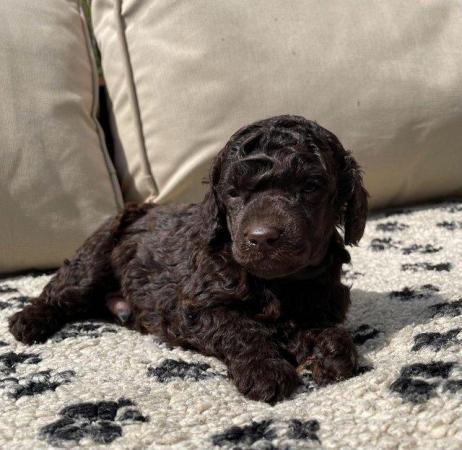 Image 2 of Gorgeous chocolate brown Miniature Poodle Puppies