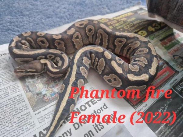 Image 5 of 3 different ball pythons for sale varying morphs £60 each