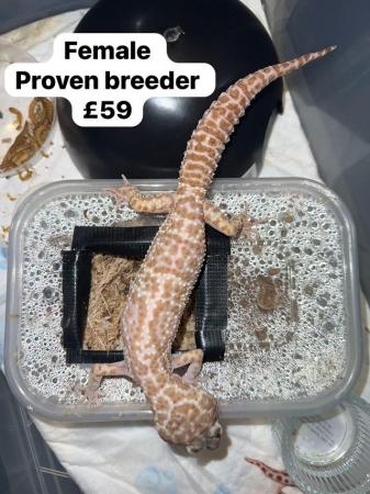 Image 14 of Reduced - leopard geckos for sale