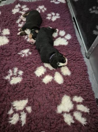 Image 4 of Pure breed Bernese mountain dog pups for sale