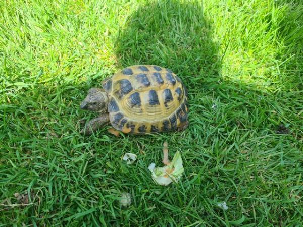 Image 3 of 4 year old Horsefield tortoise male, lives outside