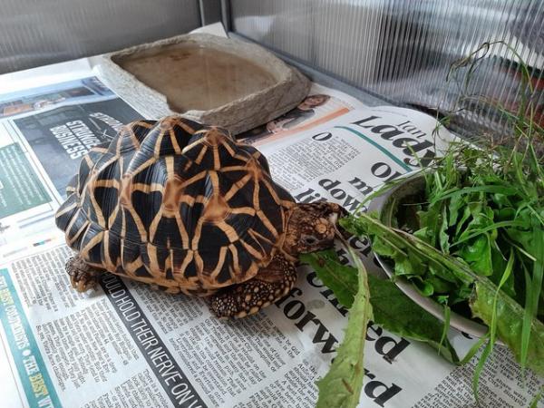 Image 2 of 15 year old Indian star tortoise