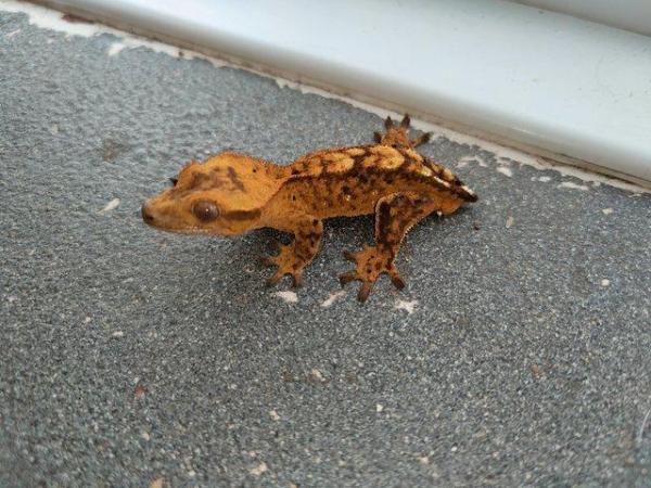 Image 10 of baby crested Geckos for sale..