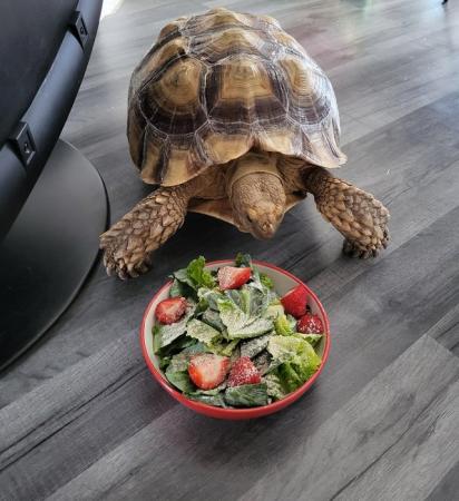 Image 5 of 7 year old male sulcata tortoise