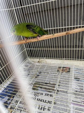 Image 4 of Male green linolated parakeet available