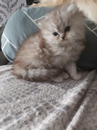 Image 10 of 2 happy and healthy pedigree persian kittens for sale