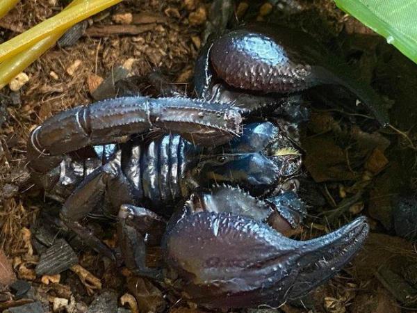 Image 8 of Scorpions at Birmingham Reptiles