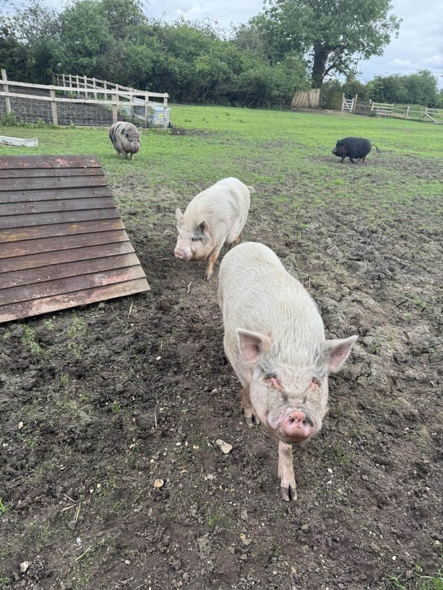 Preview of the first image of 4 friendly pet pigs (3 male, 1 female).