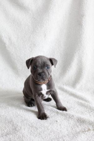 Image 23 of beautiful champion blue Staffordshire bull terrier puppies