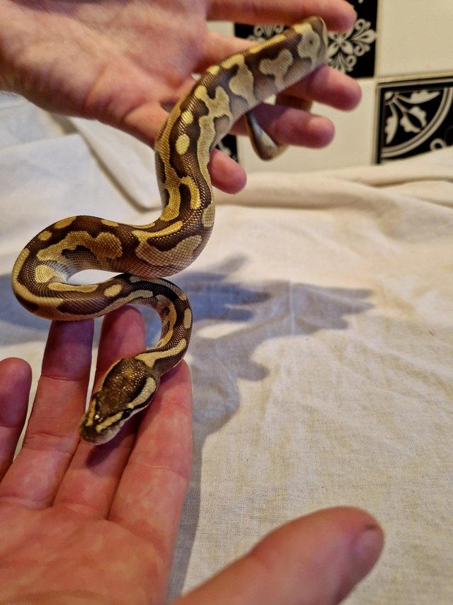 Preview of the first image of Female 2023 butter enchi leopard het albino poss het toffee.