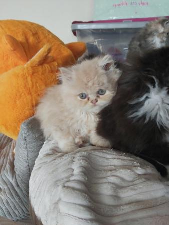 Image 2 of Ready Last 2 Persian kittens raised family home