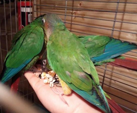Image 6 of Green cheek and pineapple Young Conures (Doesn't Bite)