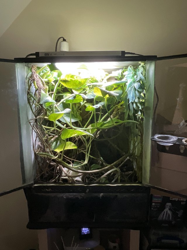 Preview of the first image of Crested gecko plus full setup.