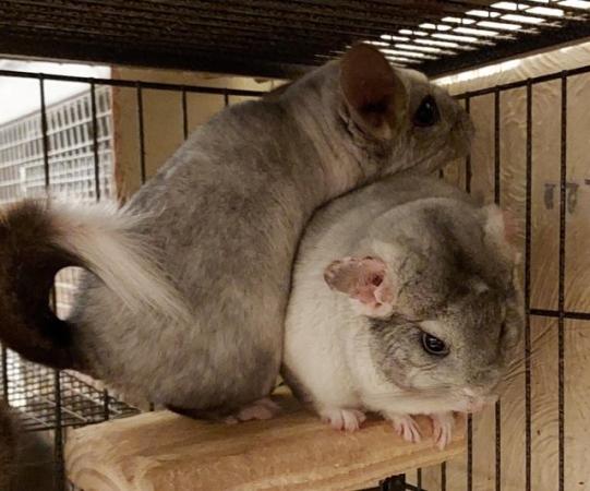 Image 4 of Male chinchillas for sale. 4 available. Prices from