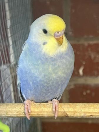 Image 2 of Baby and adult budgies for sale