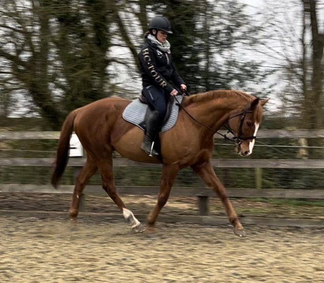 Preview of the first image of Superb ex-racer all rounder gelding.