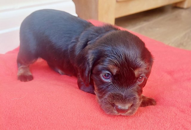 Preview of the first image of Stunning Working cocker spaniel puppies.