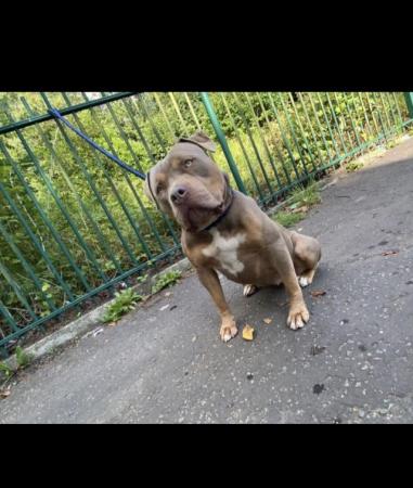 Image 1 of American bully For sale