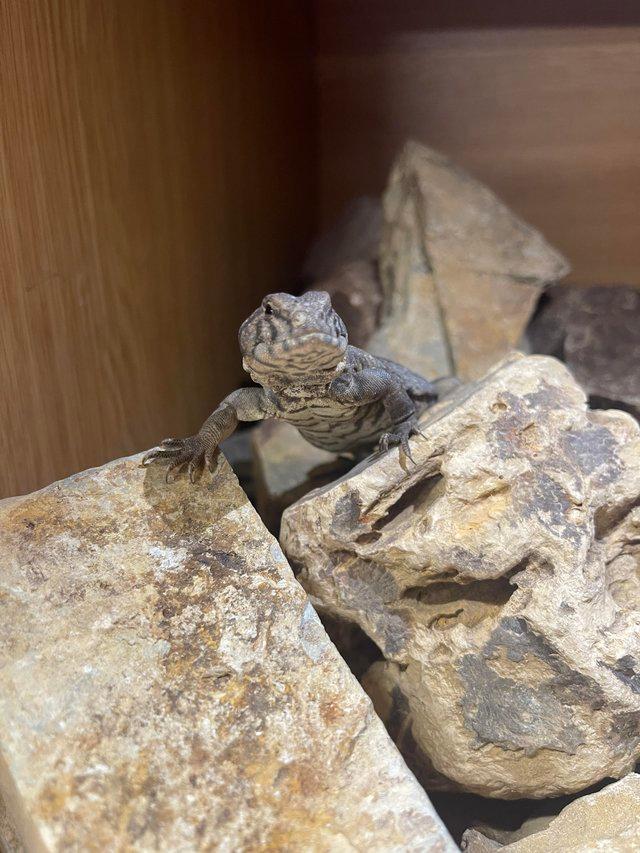 Preview of the first image of Occelated Uromastyx at Urban Exotics.