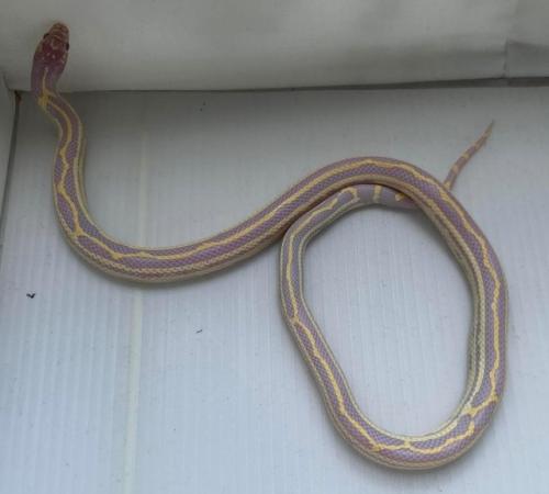 Image 4 of Albino striped female califonia king snake xali kingsnake