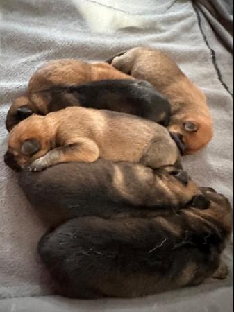 Image 4 of German Shepherd Puppies for sale