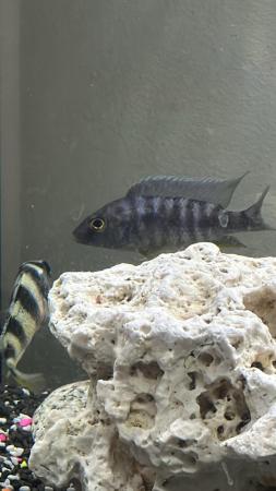 Image 1 of Chiclids for sale 6 in total