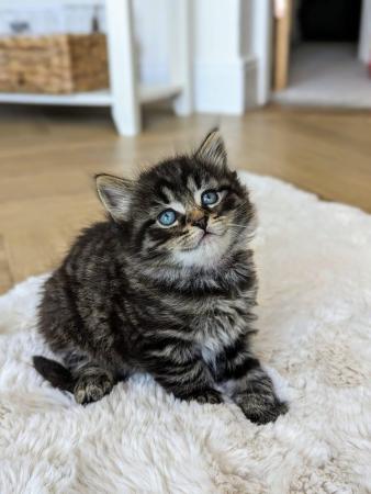 Image 9 of Beautiful Kittens For Sale ( Last Tabby Girl Available )