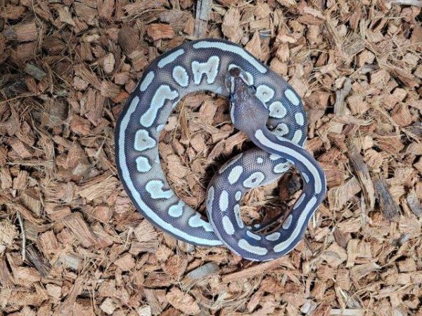 Image 6 of Various royal pythons, pied , mojave , pastel , het russo