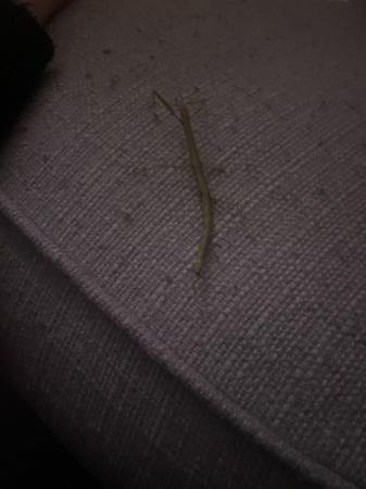Image 4 of Indian stick insects sold