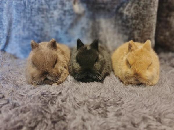 Image 9 of Netherland Dwarf Bunnies for Sale.