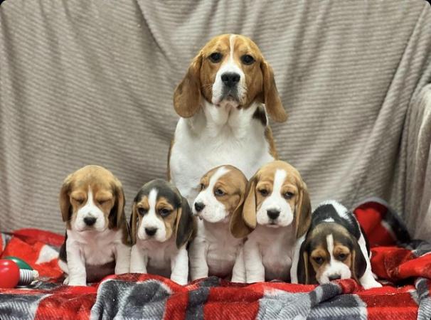 Image 7 of STUNNING CHUNKY KC BEAGLE PUPPIES READY NOW