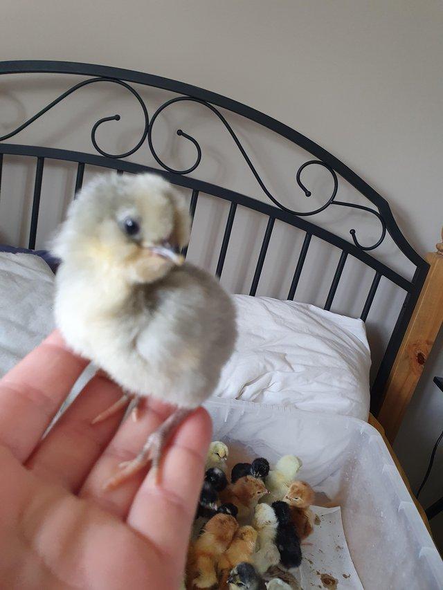 Preview of the first image of Day old chicks pure breeds and mix.