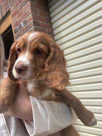 Image 1 of KC registered working Cocker spaniel puppies for sale