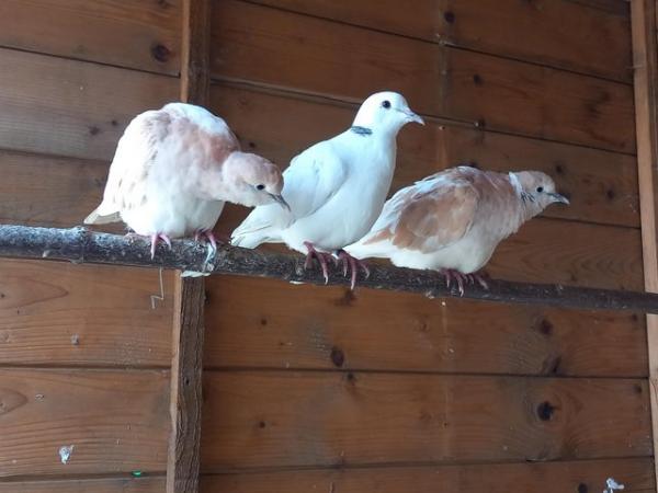 Image 4 of 2 pairs of ring neck doves