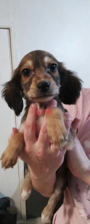 Image 13 of Cockapoo puppies for sale