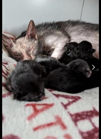 Image 2 of Adorable Rare Lykoi Werewolf Kittens