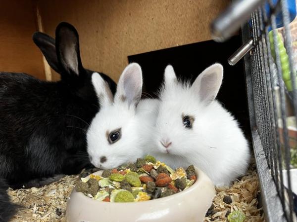 Image 3 of ACCIDENTAL rex x lionhead bunnies looking for loving homes