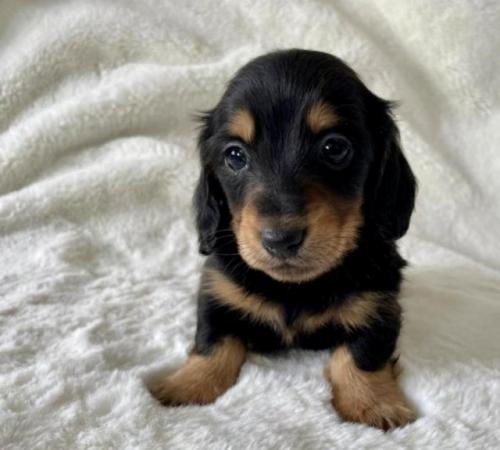 Image 10 of Long Haired Miniature Dachshund Puppies