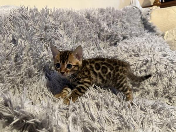Image 1 of Tica bengal kittens for sale!
