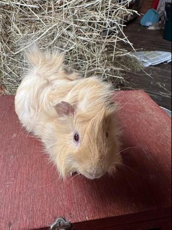 Image 3 of Funky haired male guinea pig.