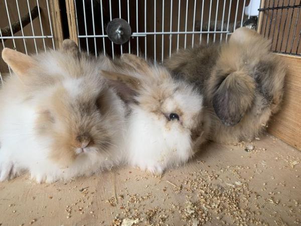 Image 4 of Quality double maned lion lop baby rabbits
