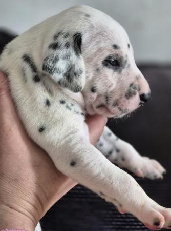 Image 10 of Kc registered dalmatian puppies